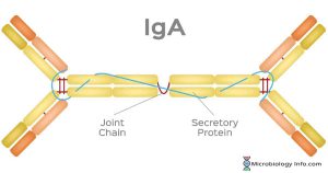 ساختار ایمنوگلوبین A در سیستم ایمنی