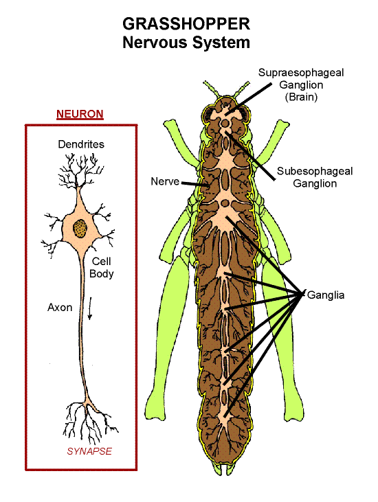 بخش‌های مختلف سیستم عصبی حشرات و سلول عصبی در تصویر مشاهده می‌شوند.